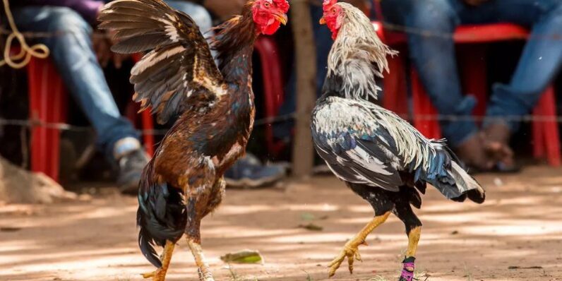 Danh sách 3 loại có mặt nhiều trong các trận