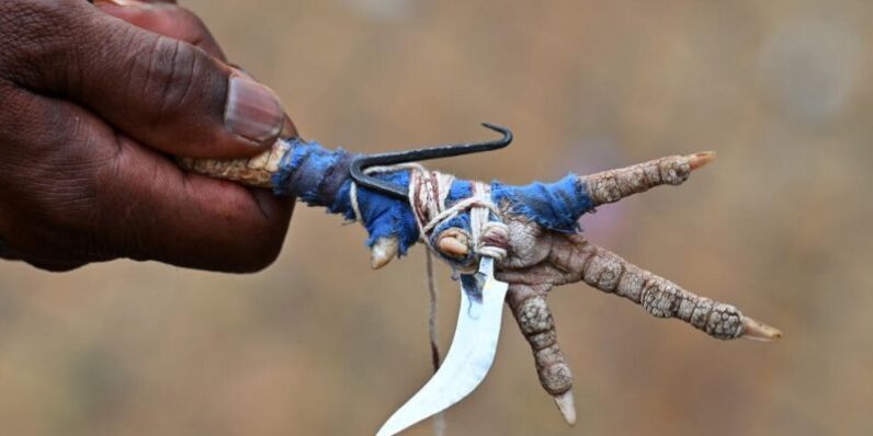 Những điểm sơ lược về loại đá gà cựa