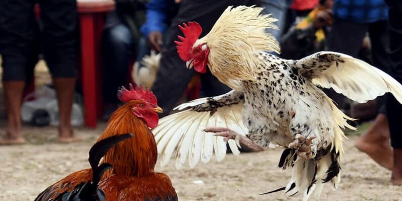 Lý do khiến chọi kê mỹ hấp dẫn hội viên