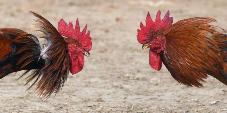 Vài điểm cuốn hút nhất khi tham gia