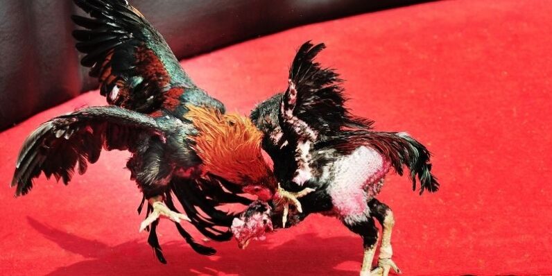 Danh sách các loại hình QQ88 đá gà 