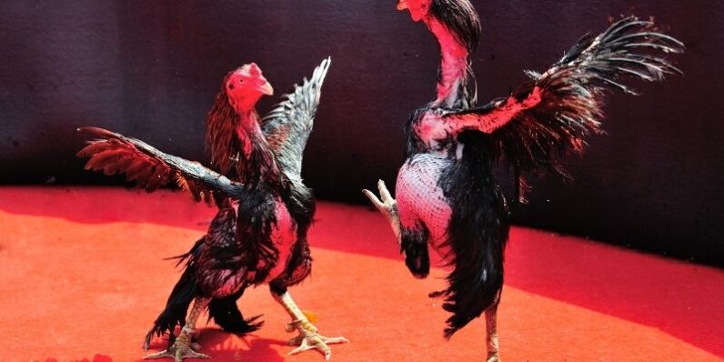 Sức mạnh nổi bật thu hút người chơi