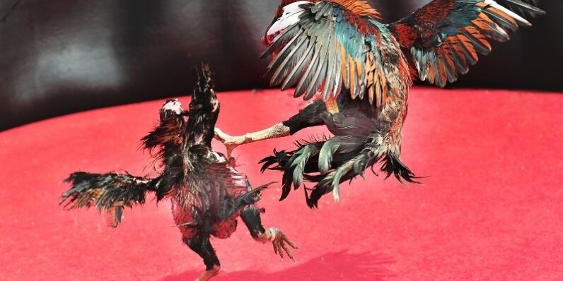 Tổng thể sơ lược về QQ88 Đá Gà